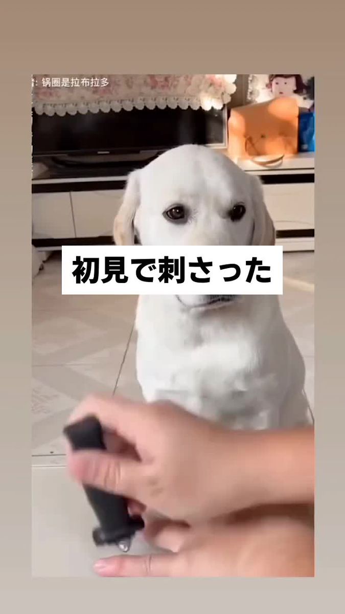 れいん様 リクエスト 10点 まとめ商品 Official] LINE VOOM | Video